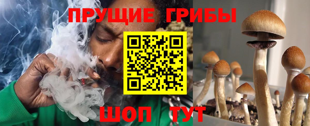 Галлюциногенные грибы MAGIC MUSHROOMS  Вход с VPN  Псилоцибиновые грибы прущие грибы  Чернушка 